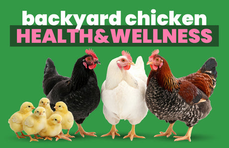 Backyard Chicken Health & Wellness Guide