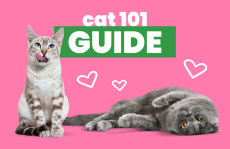Cats 101: Care Resource Guide