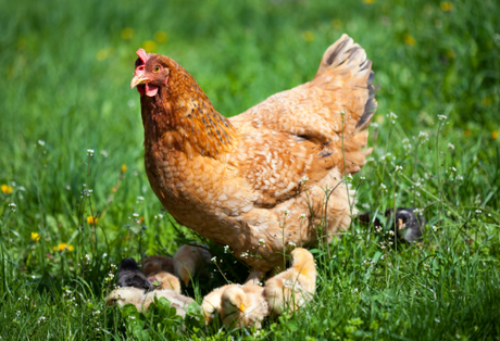 Guide to Chicken Feed: Feeding Your Flock from Chick to Layer