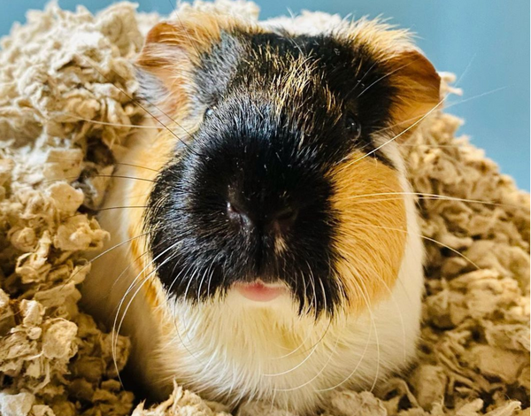 My guinea pig is eating his bedding hotsell