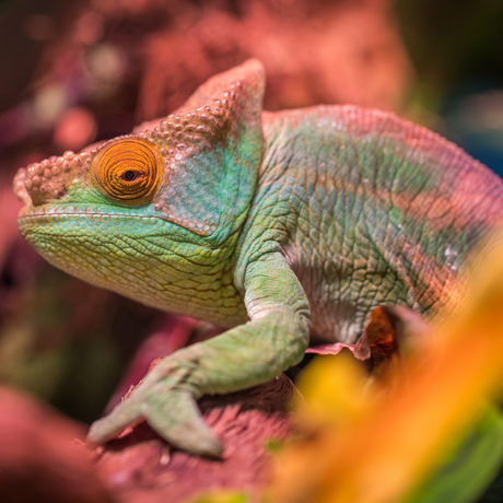 Reptiles 101: A Beginner's Guide to Reptile Care & Maintenance