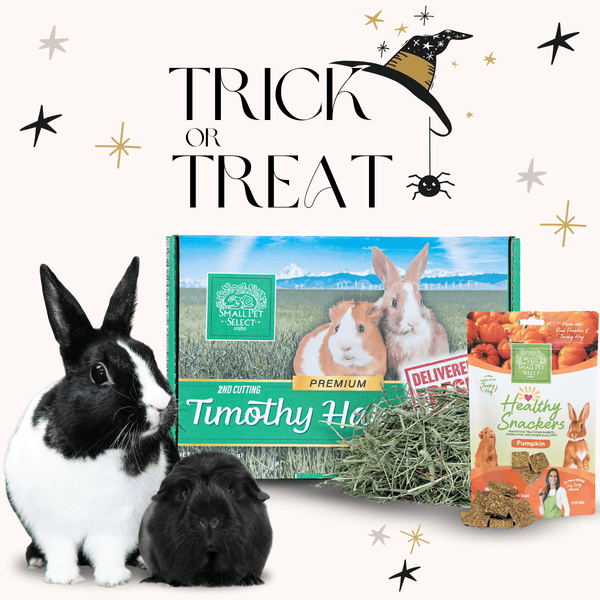 Trick or Treat Bundle Small Pet Select U.S.