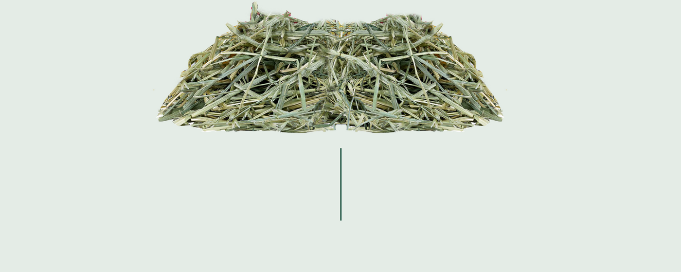 behind the brand where are we now