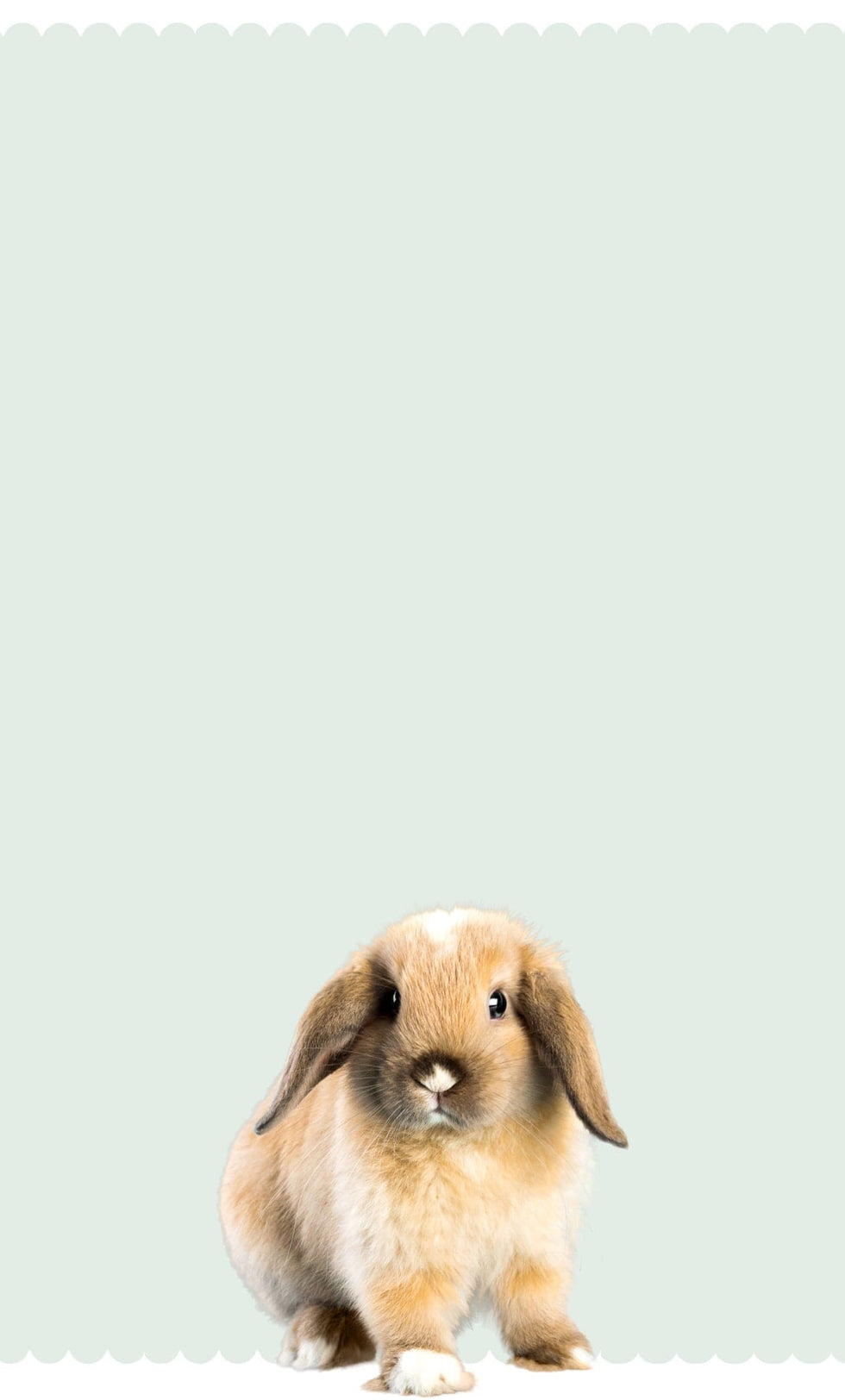 rabbit products from small pet select banner