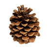 Totally Natural Pinecone,toys:Smallpetselect