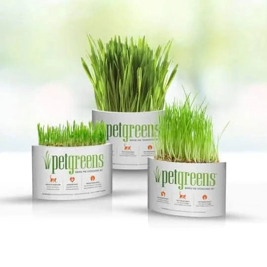 Pet Greens Garden 100 USDA Certified Organic Pet Grass Small