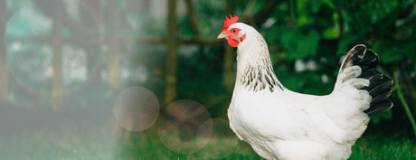 Chicken Feed Accounts for 60% of the Flock Cost: How to Choose?