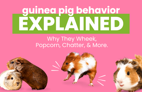 Guinea Pig Behavior Explained: Why They Wheek, Popcorn, Chatter, and More