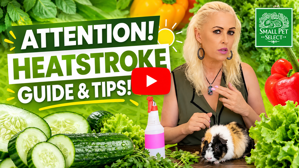 Attention Guinea Pig Owners! Heatroke and What to Watch Out For!