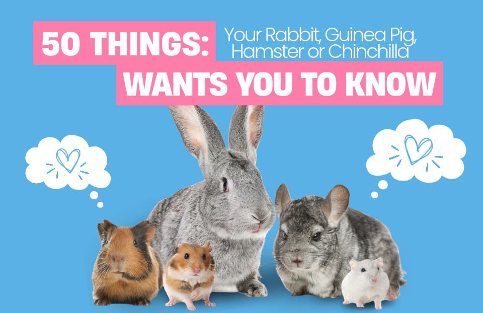 If Small Pets Could Talk: 50 Things Your Rabbit, Guinea Pig, Hamster, or Chinchilla Wants You to Know