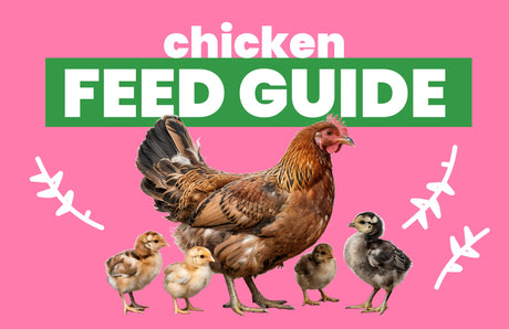 Chicken Feed Handbook: Nutrition Essentials for Healthy, Happy Hens