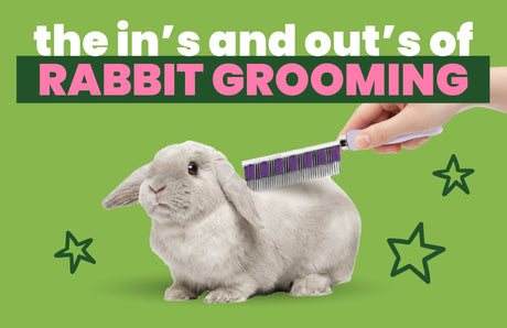 The Ins and Outs Of Rabbit Grooming