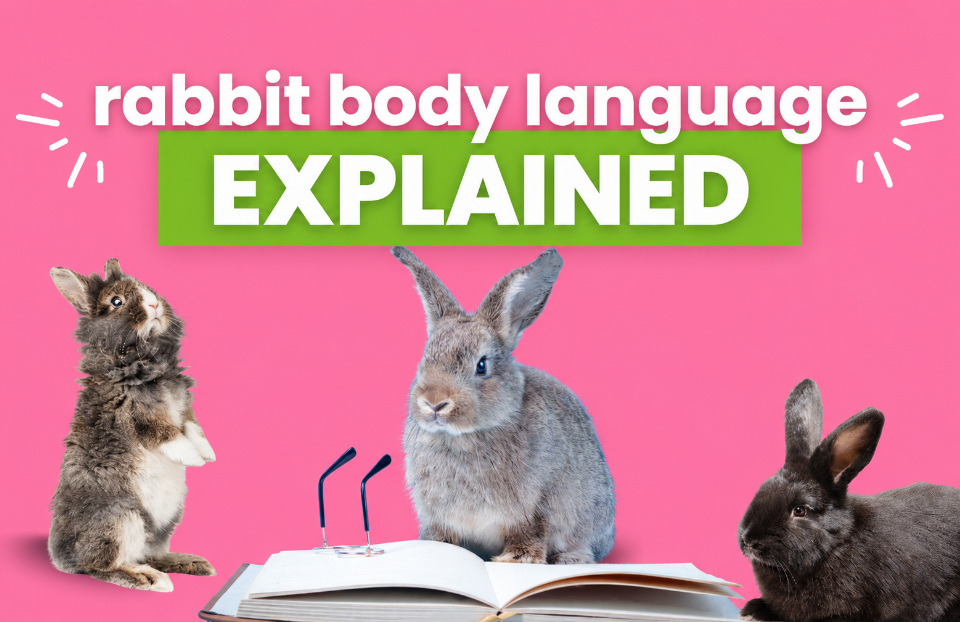What is my Rabbit Trying to Tell Me - The Complete Rabbit Body Language Dictionary