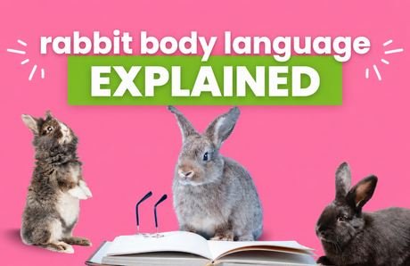 What is my Rabbit Trying to Tell Me - The Complete Rabbit Body Language Dictionary