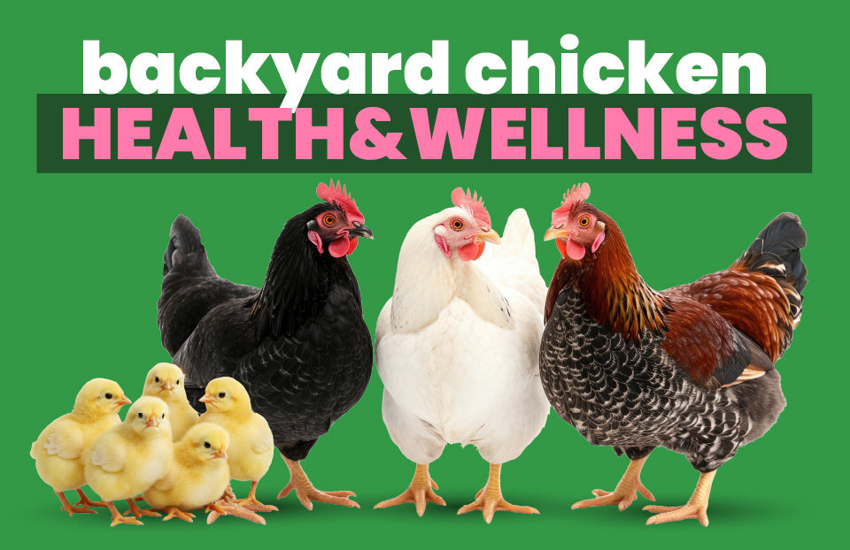 Backyard Chicken Health & Wellness Guide