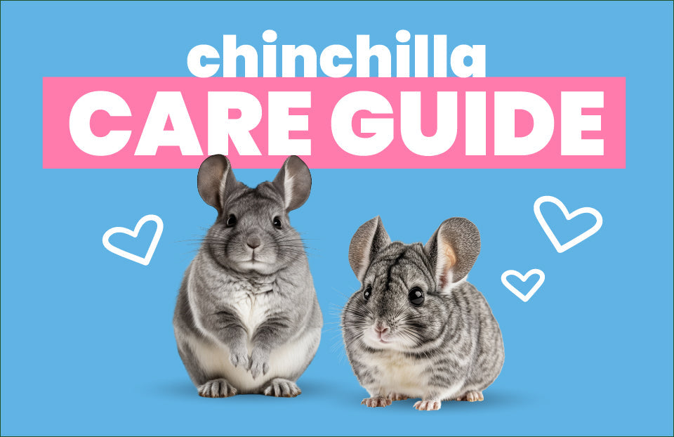 Chinchilla 101: Care Resource Guide