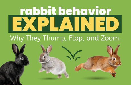 Rabbit Behavior Explained: Why They Thump, Flop, and Zoom