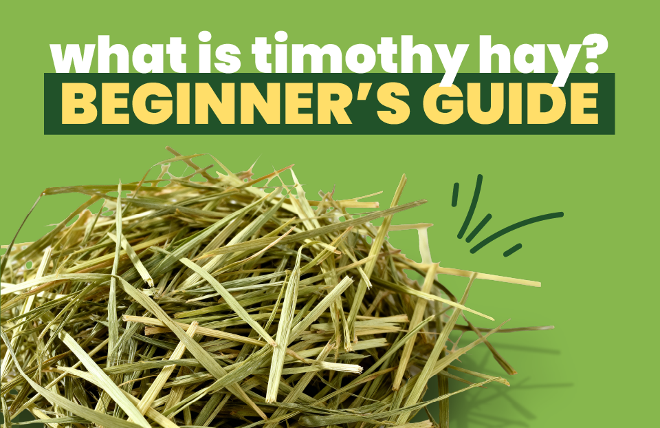 What Is Timothy Hay? The Beginners Guide