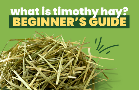 What Is Timothy Hay? The Beginners Guide