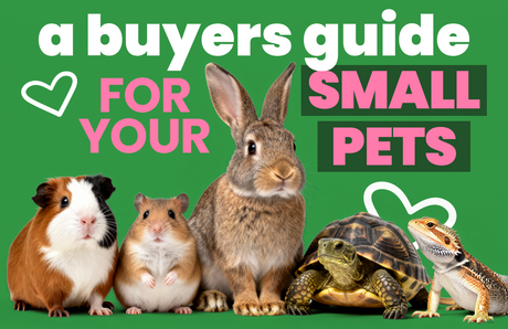 A Buyers Guide for your Small Pets