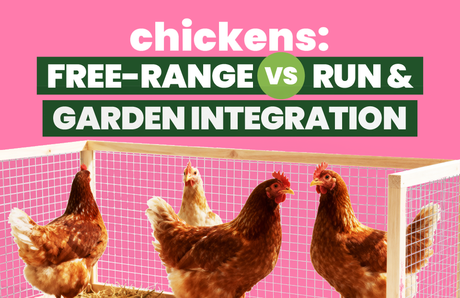 Chickens: Free-Range vs Run & Garden Integration