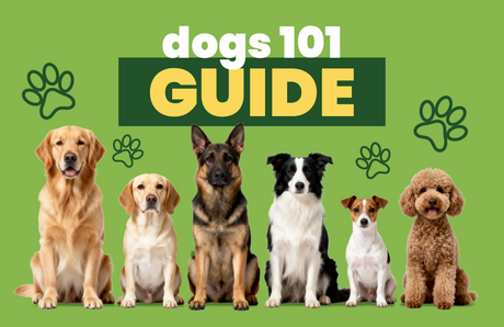 Dogs 101: The Complete Guide to Man's Best Friend
