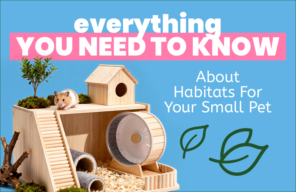 Everything You Need to Know About Habitats for Your Small Pet