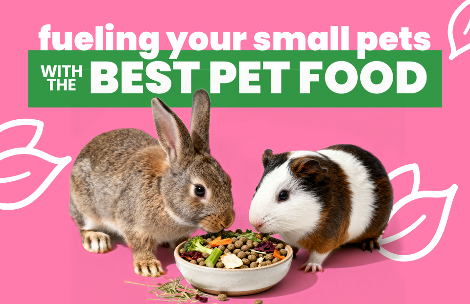 Fueling Your Small Pets With The Best Pet Food