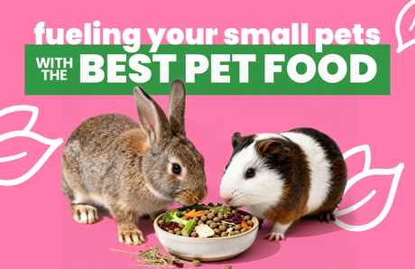 Fueling Your Small Pets With The Best Pet Food