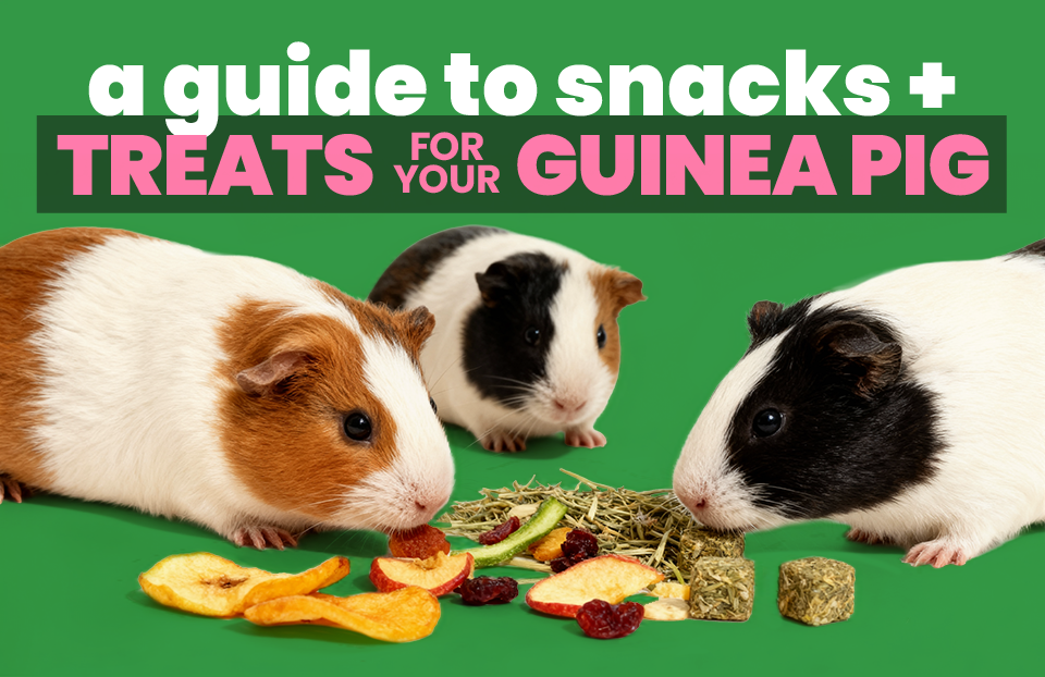 A Guide To Snacks & Treats for Your Guinea Pig