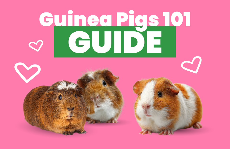 Guinea Pigs 101: Care Resource Guide
