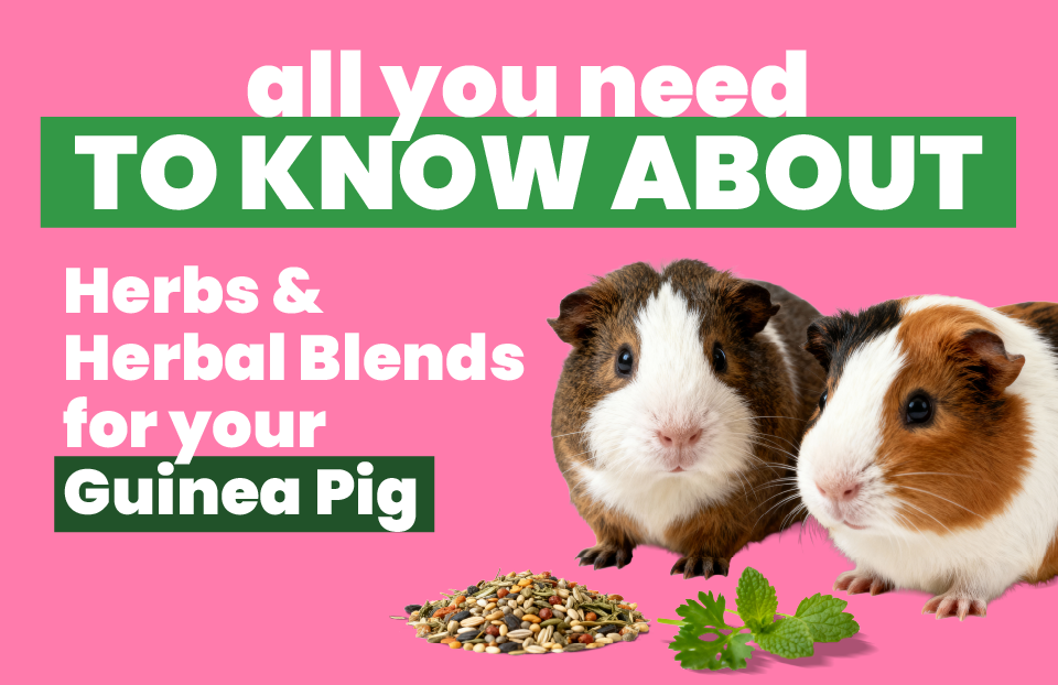 All You Need To Know About Herbs & Herbal Blends For Your Guinea Pig