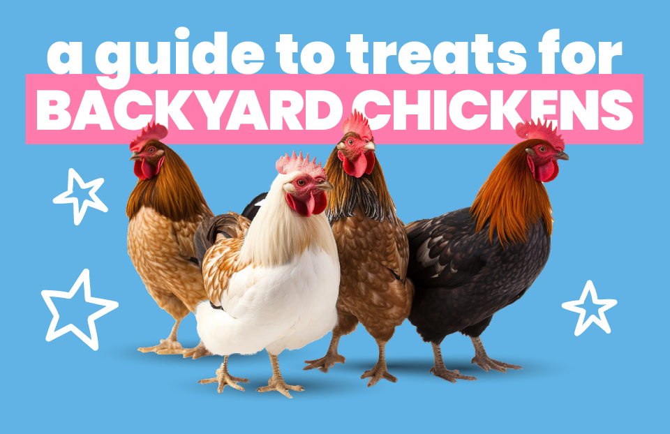 Guide to Chicken Feed: Feeding Your Flock from Chick to Layer