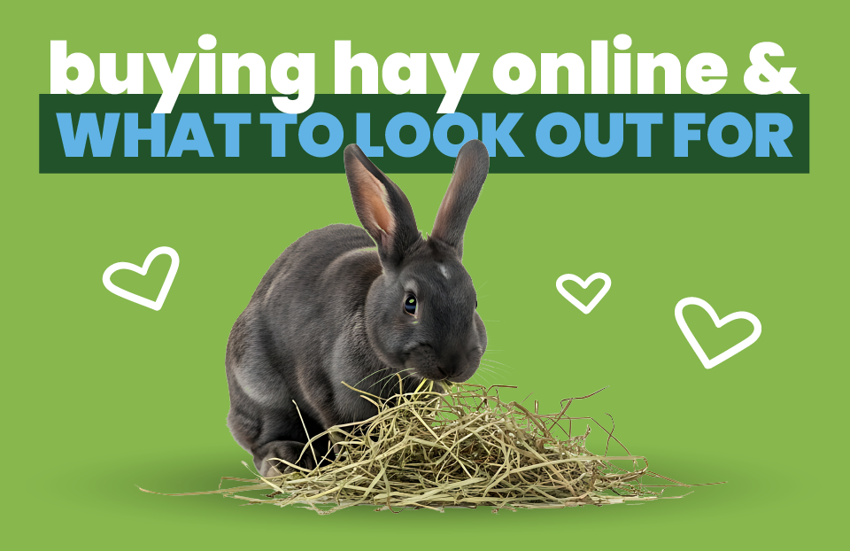 Buying Hay Online For Your Pet And What To Look Out For