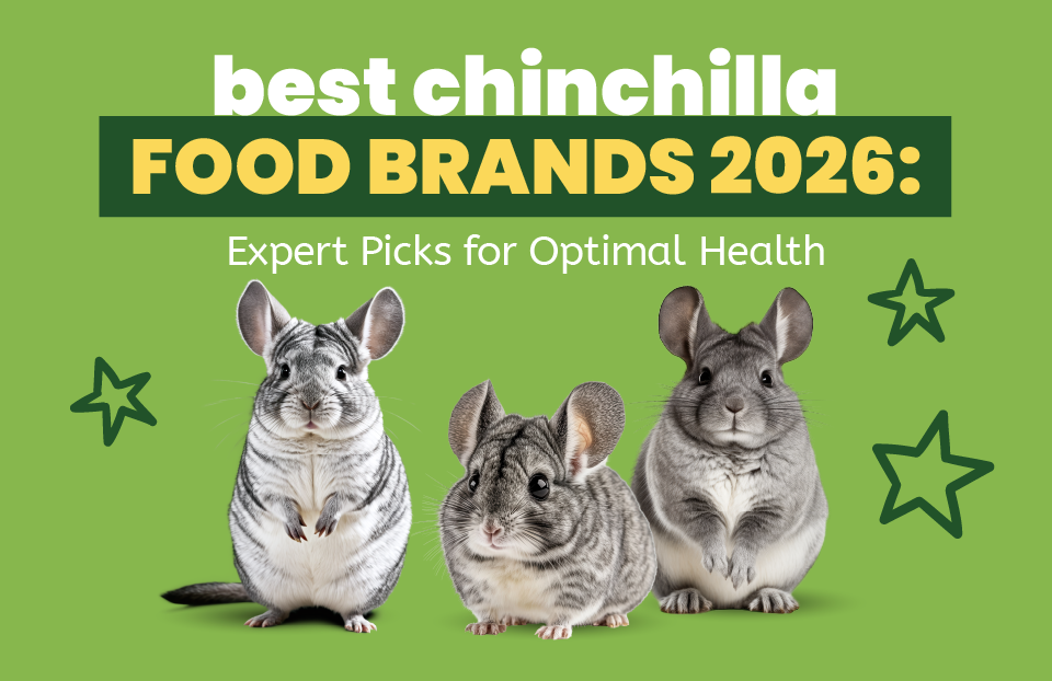 Best Chinchilla Food Brands 2026: Expert Picks for Optimal Health