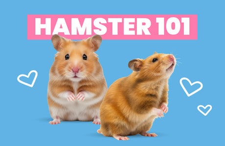 Hamsters 101: Care Resource Guide