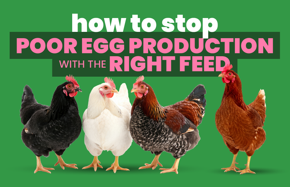 How to Stop Poor Egg Production with the Right Feed