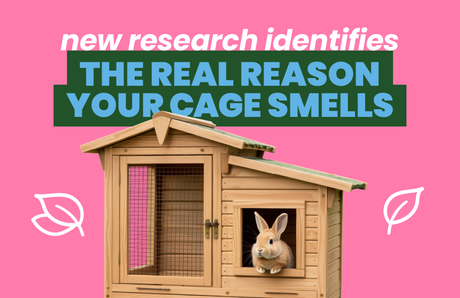 New Research Identifies the Real Reason Your Cage Smells