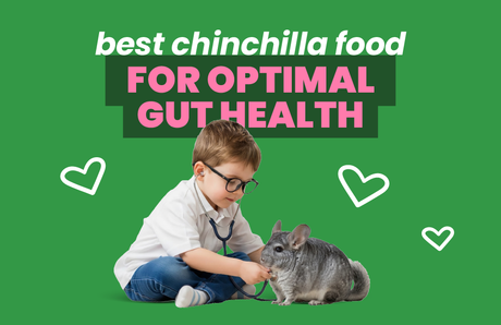 Best Chinchilla Food for Optimal Gut Health