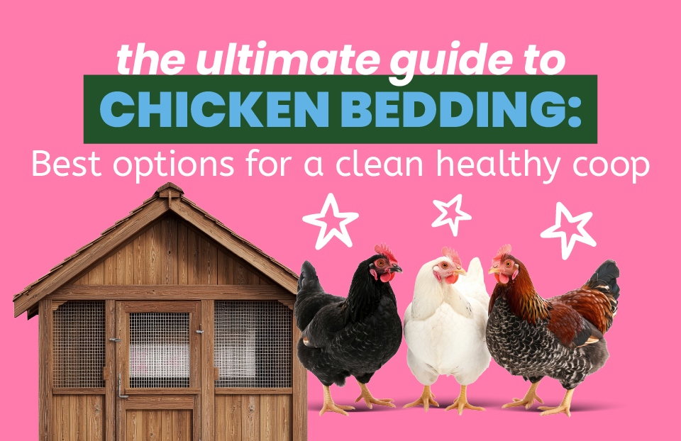 The Ultimate Guide to Chicken Bedding: Best Options for a Clean, Healthy Coop