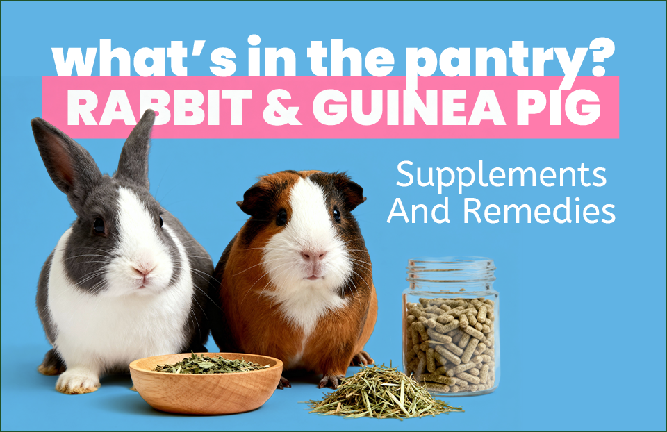 What’s In The Pantry? Rabbit and Guinea Pig Supplements and Remedies