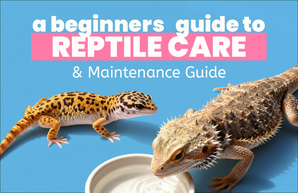 Reptiles 101: A Beginner's Guide to Reptile Care & Maintenance
