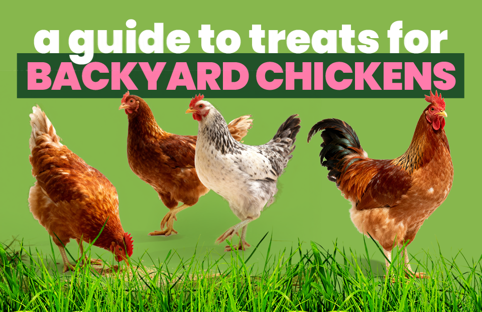 A Guide to Treats for Backyard Chickens