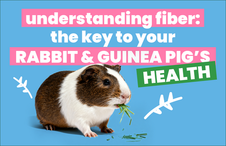 Understanding Fiber: The Key to Your Rabbit & Guinea Pig’s Health
