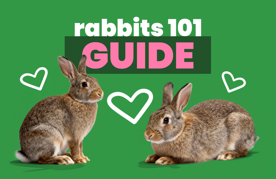 Rabbits 101: Care Resource Guide