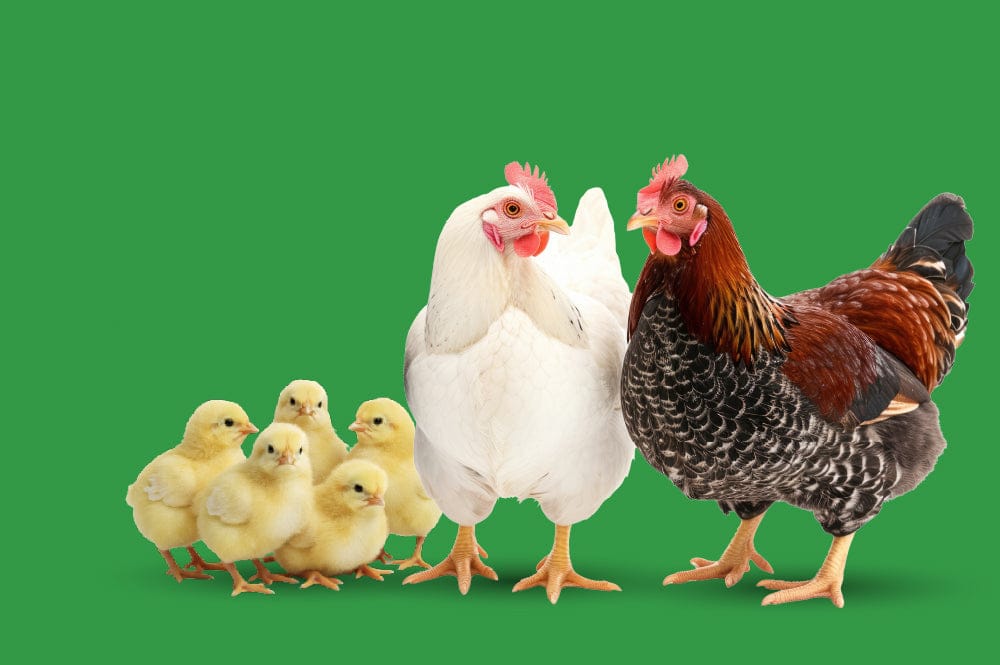 Top-Rated Chicken Feed From Small Pet Select