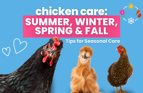 Seasonal Chicken Care: Summer, Winter, Spring & Fall Tips