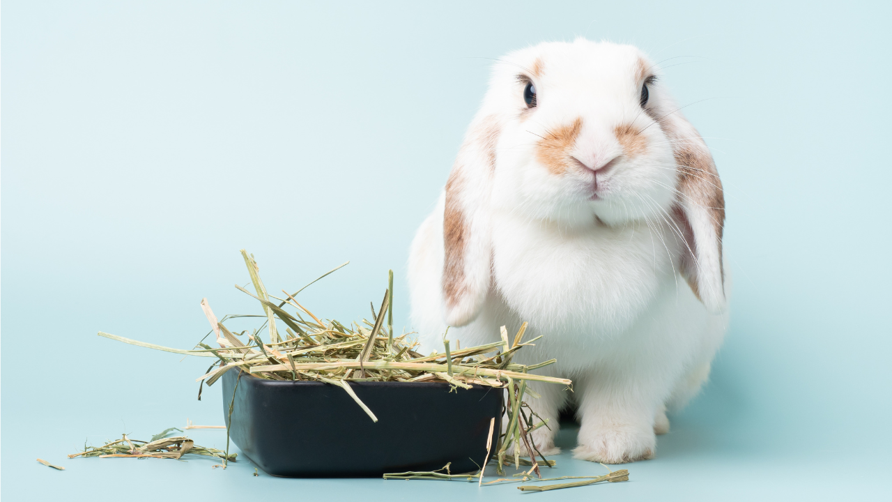 Why Your Bunny Ignores Hay and How to Fix It Without a Food Bowl Battle