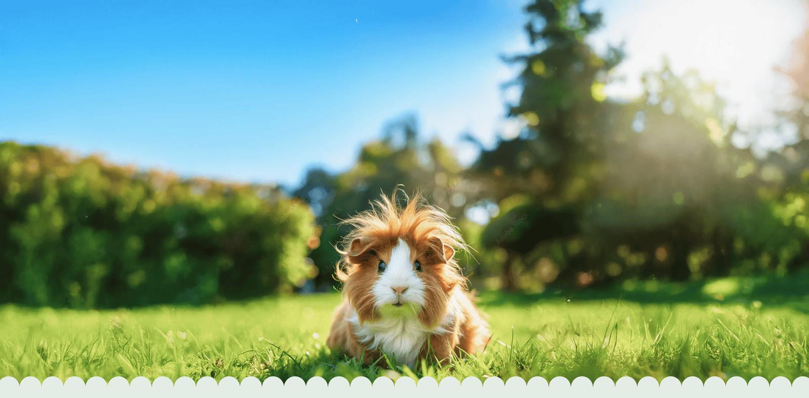 Best Guinea Pig Food Reviews (Small Pet Select Picks)