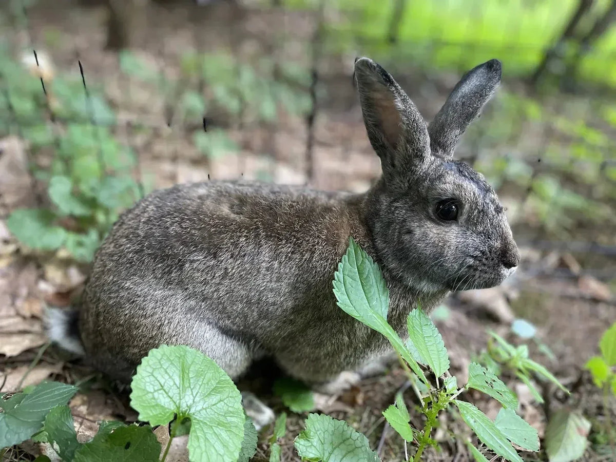 Healthy Food for Bunnies Starts With Hay, Not Cute Packaging